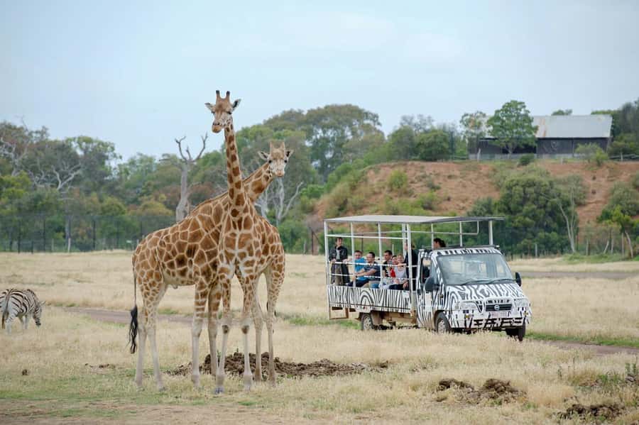 Werribee Open Range Zoo: Entry Ticket - Why the safari is the main event
