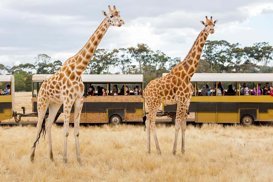 Werribee Open Range Zoo: Entry Ticket - Australian Journey adds local wildlife