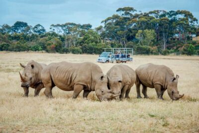 Werribee Open Range Zoo: Entry Ticket