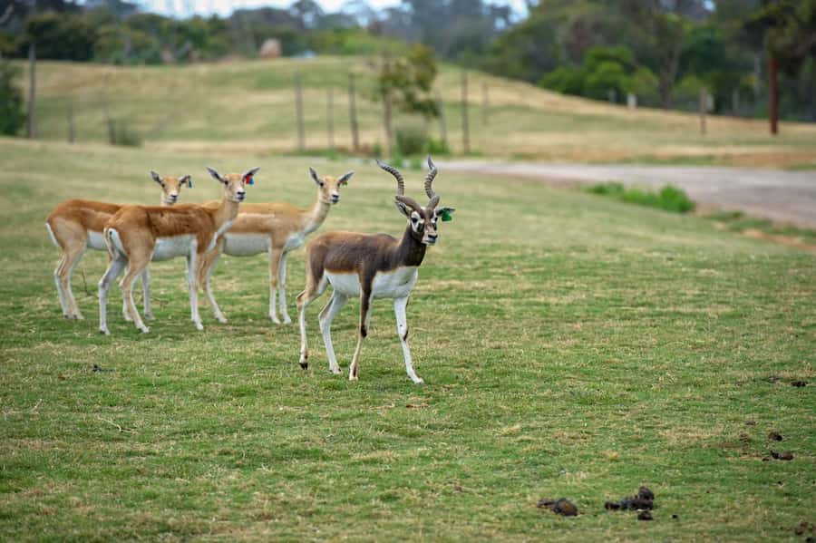 Werribee Open Range Zoo: Entry Ticket - A walking route that does not feel rushed