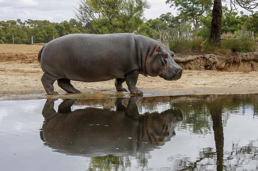 Werribee Open Range Zoo: Entry Ticket - Keeper talks make the exhibits more meaningful