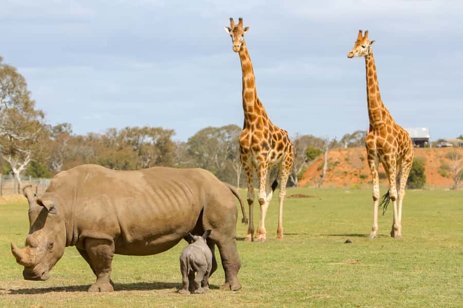 Werribee Open Range Zoo: Entry Ticket - How the $37 ticket earns its keep