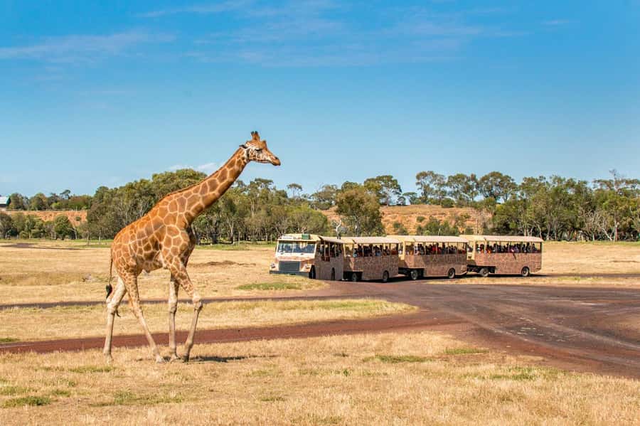Werribee Open Range Zoo: Entry Ticket - Getting there from central Melbourne