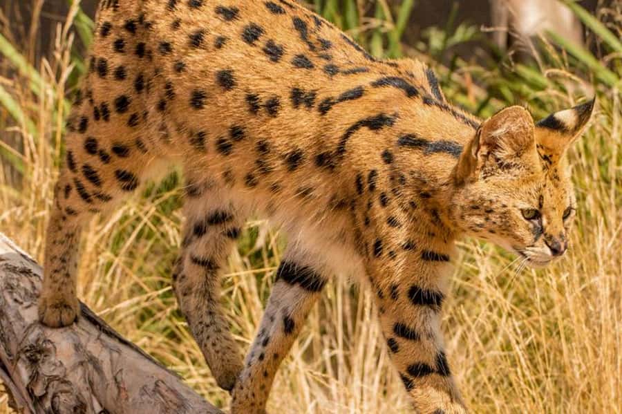 Werribee Open Range Zoo: Entry Ticket - When to arrive and how long to stay