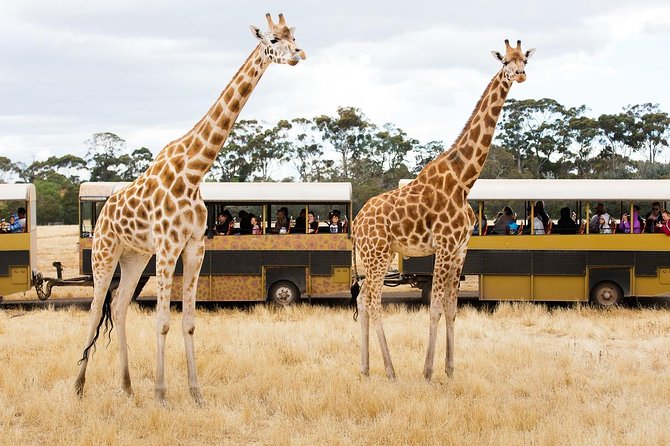 Werribee Open Range Zoo General Admission Ticket - Why the safari bus makes this zoo different