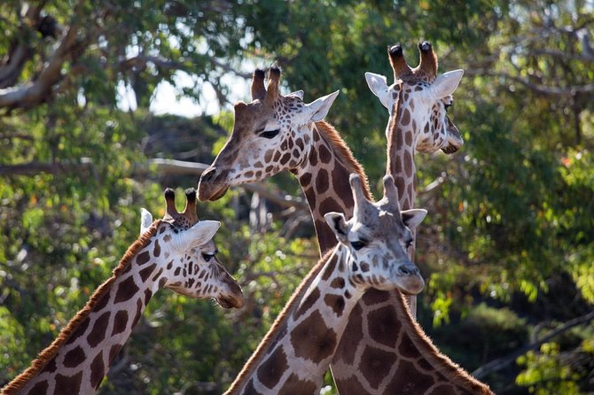 Werribee Open Range Zoo General Admission Ticket - Planning a three-hour visit, or a full family day