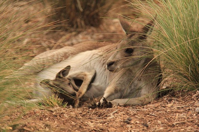 Werribee Open Range Zoo General Admission Ticket - Kubu River Hippos and the best walking trails