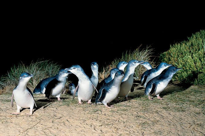 Wilson's Promontory & Phillip Island - 'Prom & Penguins' Tour - Squeaky Beach and the choice of walking distance