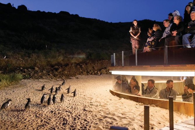 Wilson's Promontory & Phillip Island - 'Prom & Penguins' Tour - Lilly Pilly Gully for an easier rainforest walk