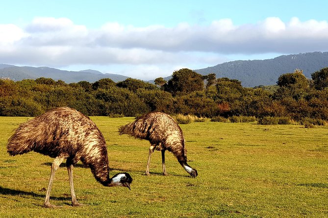 Wilson's Promontory & Phillip Island - 'Prom & Penguins' Tour - Phillip Island’s penguin parade