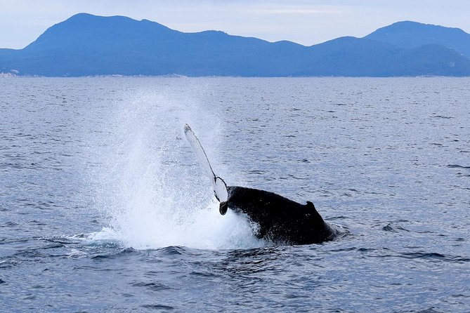 Wilsons Prom Whale Cruise - Key points to know before you book