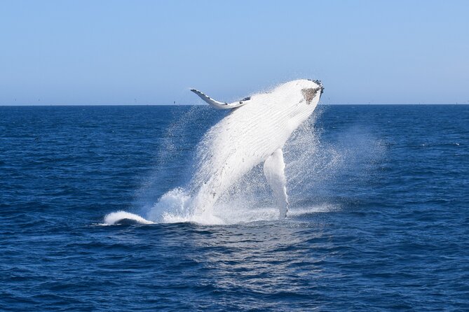 Wilsons Prom Whale Cruise - Why this Wilsons Prom whale cruise is worth considering