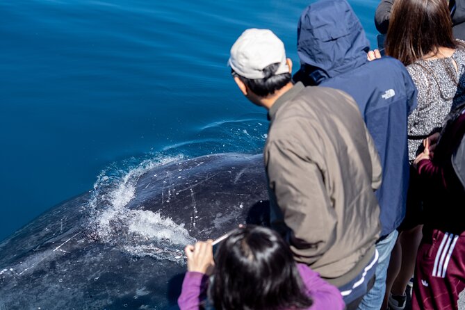 Wilsons Prom Whale Cruise - Looking for humpback whales with calves
