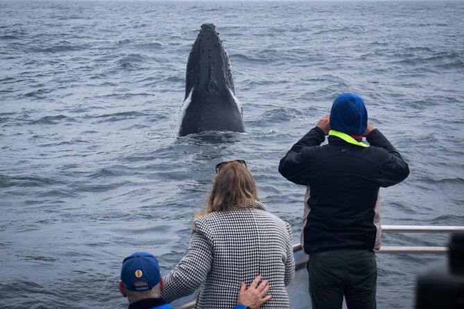 Wilsons Prom Whale Cruise - Historic lighthouse, Refuge Cove, and Waterloo Bay