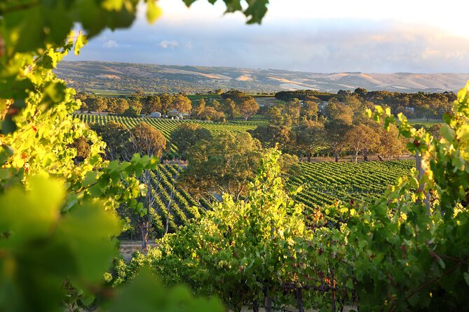 Wine Tour Yarra Valley Five Star Experience - Key points at a glance