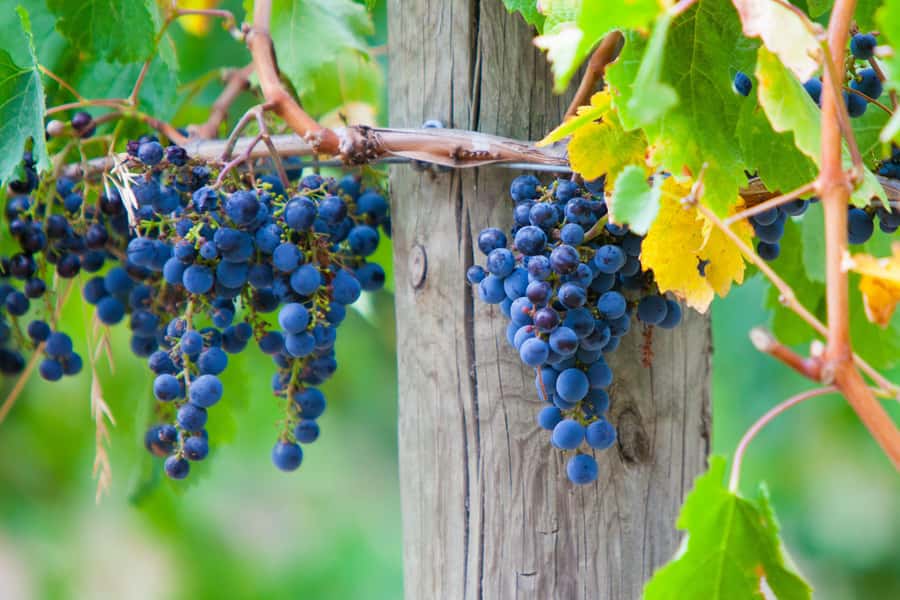 Yarra Valley: Bus Wine Tour with Lunch and a Glass of Wine - Scenic viewpoints and photo stops