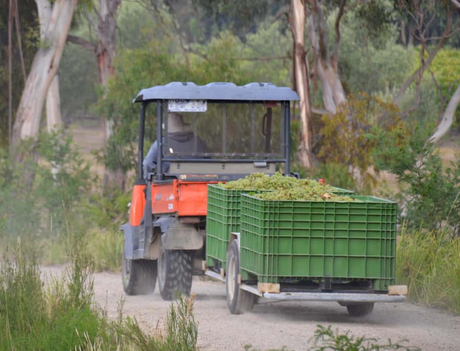Yarra Valley: Bus Wine Tour with Lunch and a Glass of Wine - What the guide adds to the day