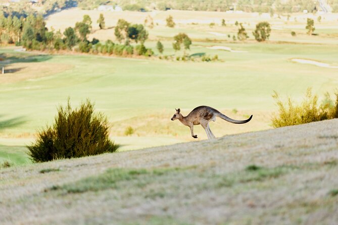 Yarra Valley Chandon Cheese & Sunset Kangaroos from Melbourne - Yarra Valley Dairy: cheese before the wine