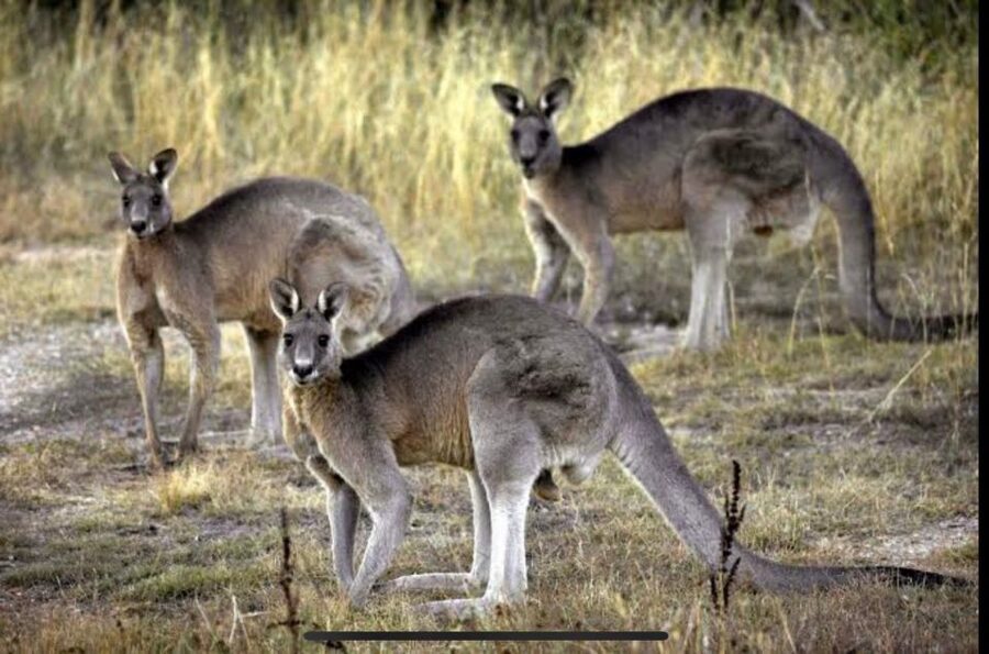 Yarra Valley Foodies Tour with Chandon and Kangaroo Safari! - What the $123 price includes