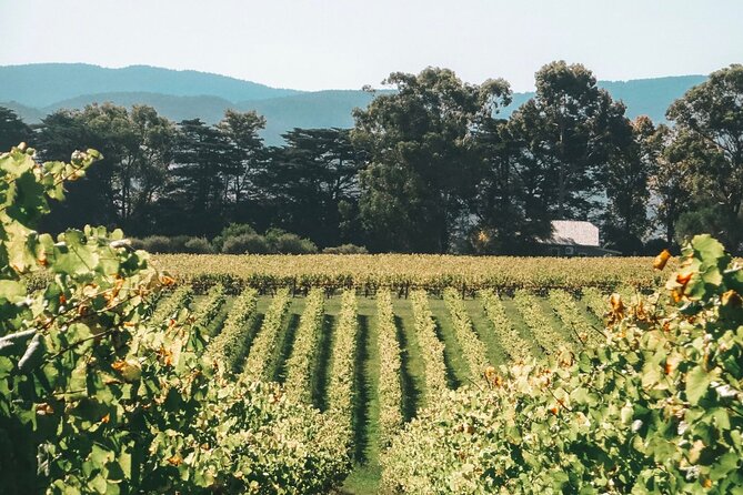 Yarra Valley luxe private tour with Champagne Brunch - What to confirm before you go