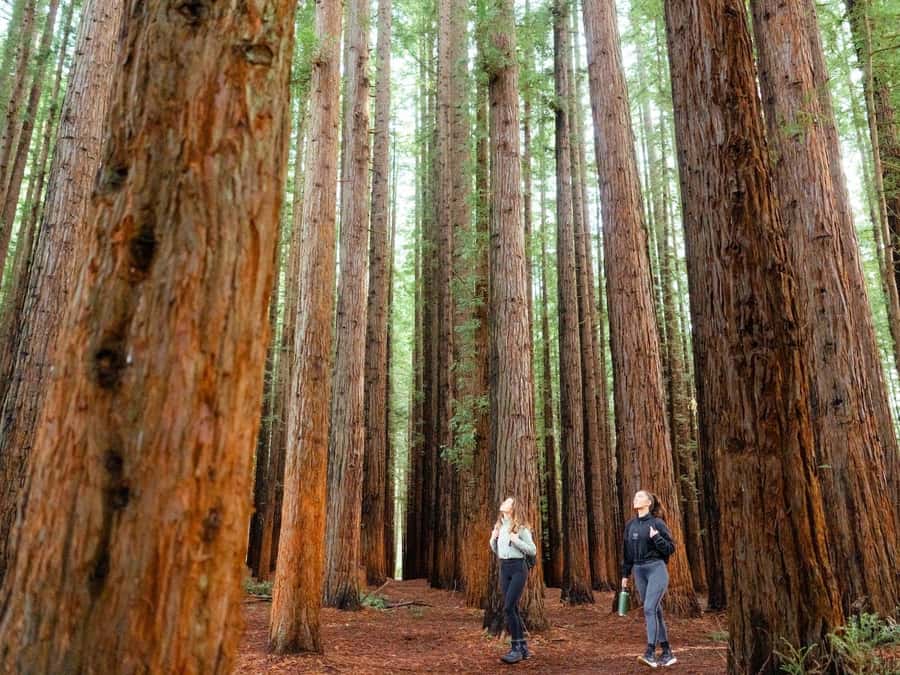 Yarra Valley | Redwoods, Wildlife, Wine, Chocolate - A full day beyond Melbourne