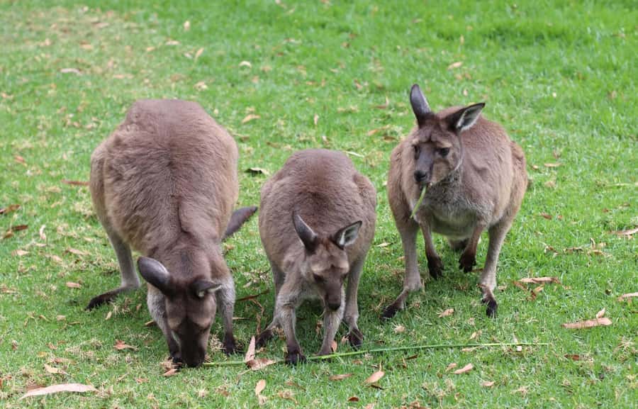 Yarra Valley | Redwoods, Wildlife, Wine, Chocolate - Walking beneath the Cement Creek redwoods