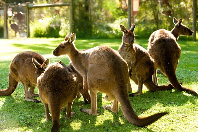 Yarra Valley Wildlife & Wine Day Tour with Healesville Sanctuary - Why this Melbourne day trip works so well