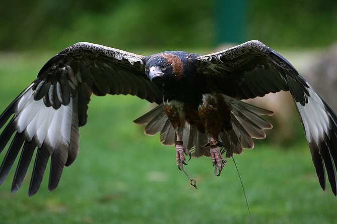 Yarra Valley Wildlife & Wine Day Tour with Healesville Sanctuary - Practical details that affect your day