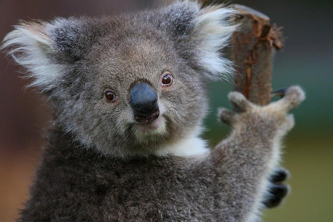 Yarra Valley Wildlife & Wine Day Tour with Healesville Sanctuary - De Bortoli Winery: wine, hills, and a well-chosen finish