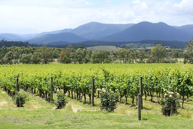 Yarra Valley Wine Day Tour - Payten & Jones adds newer wine styles
