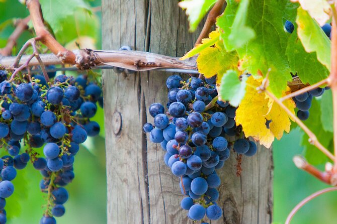 Yarra Valley Wine Tour inc lunch with a glass of wine, tastings and chocolate - The price makes sense when you count what is included