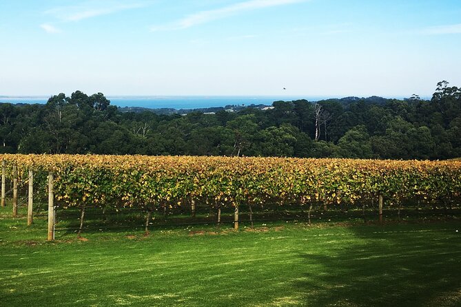 Yarra Valley Wine Tour inc lunch with a glass of wine, tastings and chocolate - Transport removes the biggest problem with wine country