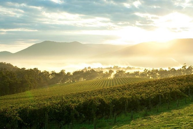Yarra Valley Wine & Wildlife - Private Regional Tour - What the private guide adds